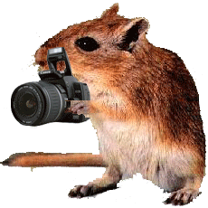 Photorat